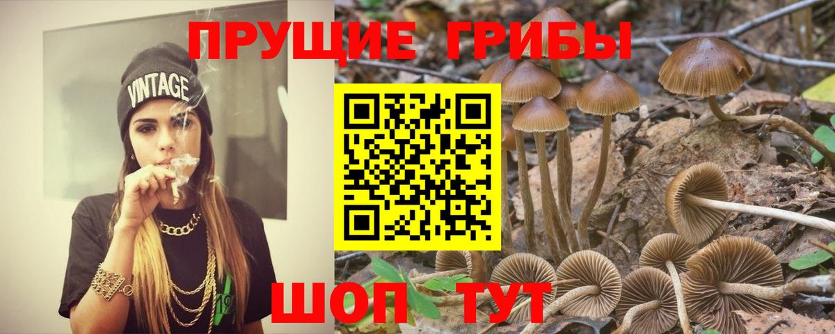 Псилоцибиновые грибы Psilocybe Энгельс